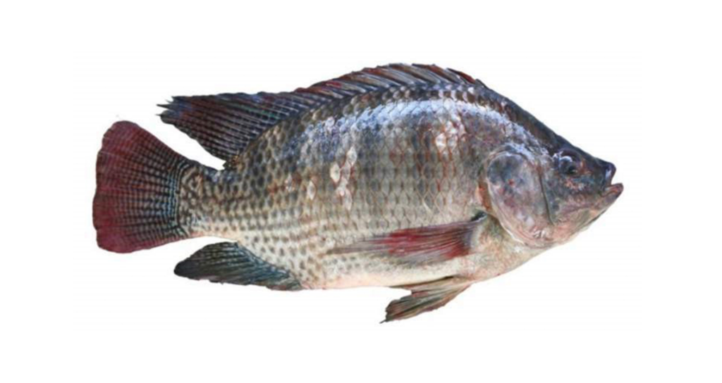 Frozen Whole Live Tilapia