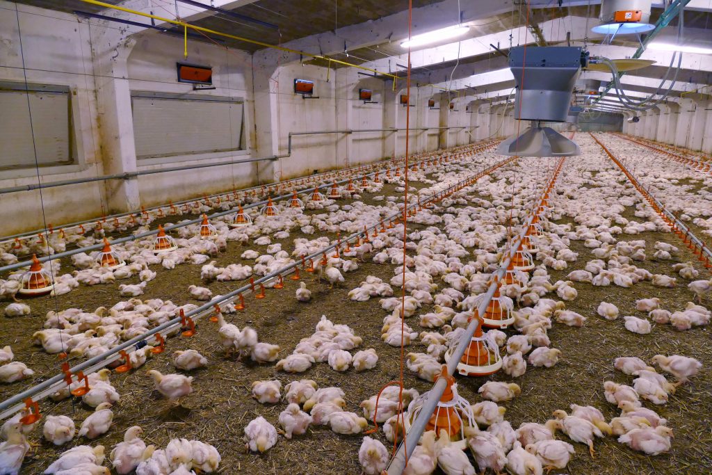 Chicken Farm