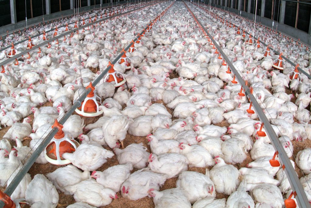 Chicken Farm